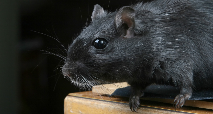 Покупаю средство за 50 руб и не мучаюсь, как городские: подсказал старичок из деревни - дома спокойно до весны