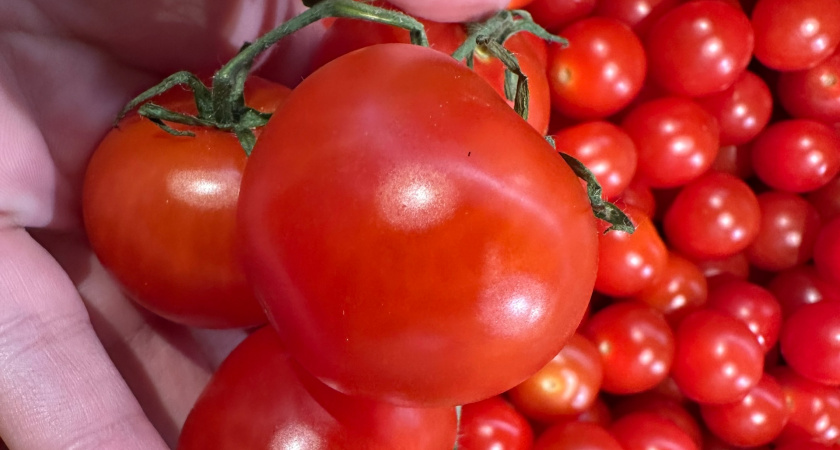 "Яблочки, да помидорки": что происходило с ценами на фрукты и овощи в Кургане в январе?