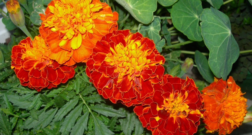Скучные бархатцы сажать больше не модно: европейцы давно перешли на другие цветы - необычные и цветущие шапками