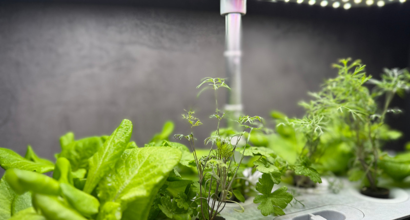 Тру свеклу и лью под рассаду: теперь всходы мощные, здоровые и коренастые – делюсь рецептом