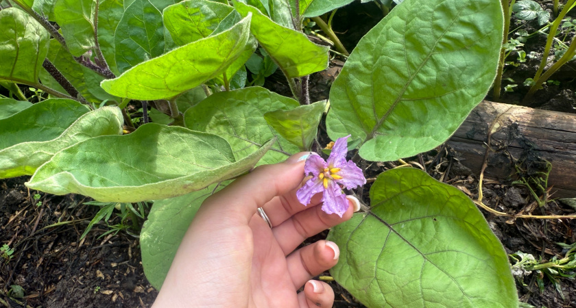 Когда сеять баклажаны на рассаду по Лунному календарю-2026: правильный день — и урожая выше крыши