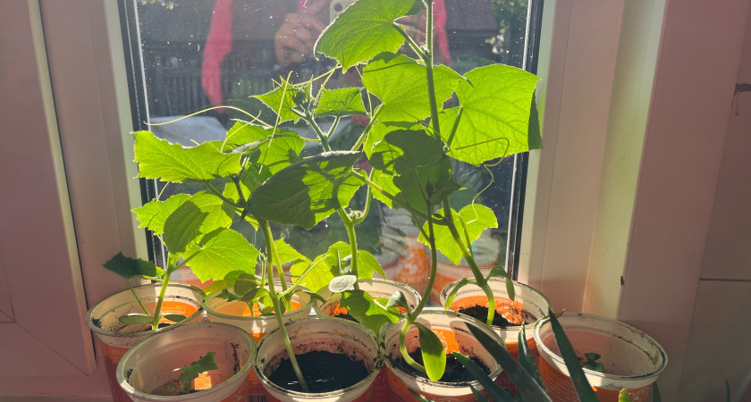 Рассада на окне больше не мерзнет: притащила рулон из строймагазина — стебли теперь в тепле и света достаточно