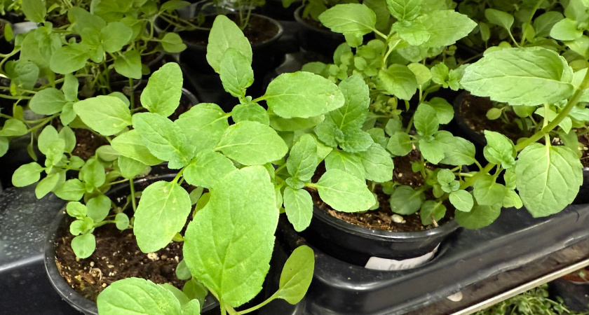 1 ложка на стакан воды — и стебли крепче баобаба: грошовый порошок поможет рассаде пережить пикировку