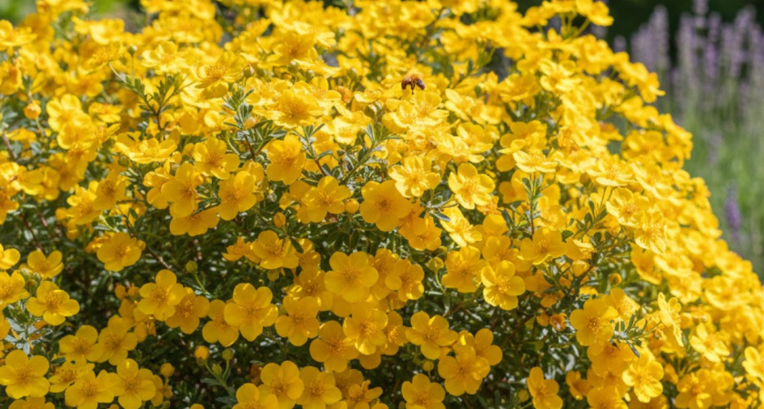 Цветёт волнами до заморозков и светится жёлтым облаком: многолетник нового поколения — роскошен и неприхотлив