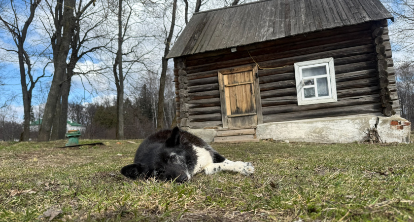 Курганский депутат призвал усыплять бездомных собак: другого решения проблемы нет