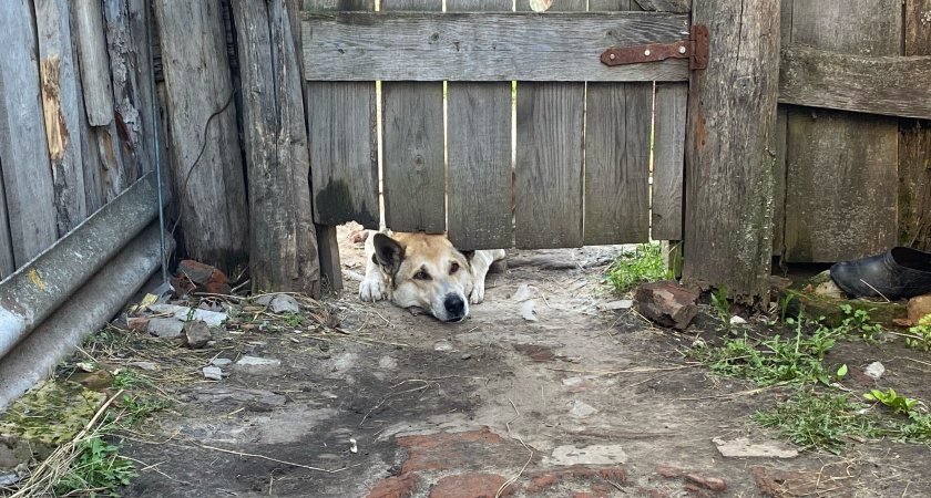 В Щучье бешеная домашняя собака покусала хозяев