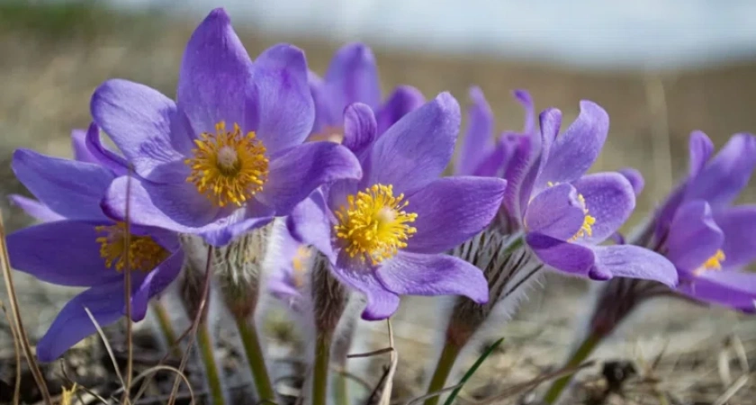 Три редчайшие находки обнаружили курганские экологи: одна из них - настоящий эксклюзив 