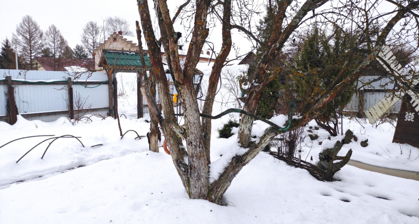 По зиме раскладываю газеты на грядки: весной почва живая и сорняков нет - подглядел у соседа по даче