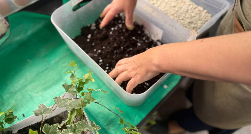 Сейте пока не поздно: 8 культур, которые в феврале уже должны быть посеяны - не повторяйте моих ошибок