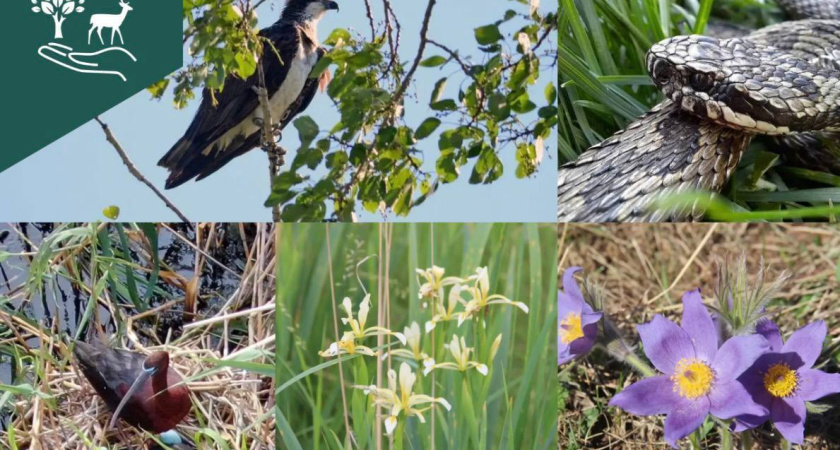 Ботаническая сенсация: в Зауралье нашли ирис, которого нет больше нигде в России