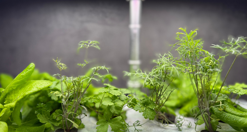 Подкормила рассаду яйцами — избавилась от "черной ножки": корни мощные, а стебли толстенные