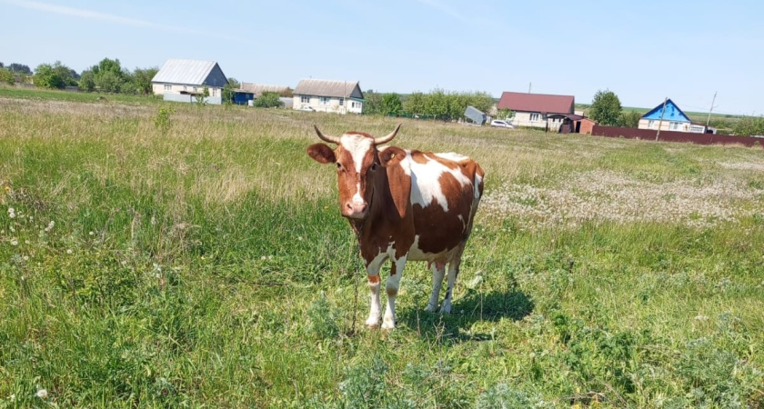 В Курганской области обсудили вопросы развития молочного животноводства