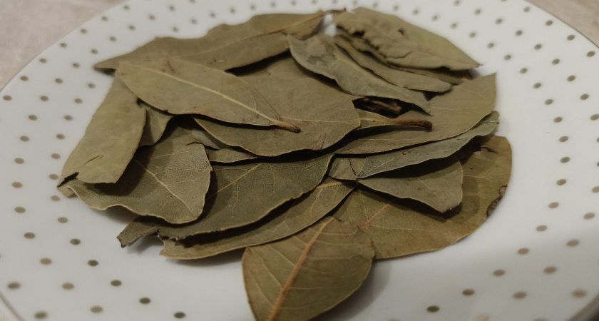 Лавровый лист толку в порошок и в марлю: всего 1 метод помог избавиться от вредителей