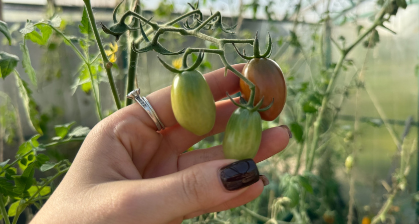 Кинула чеснок в банку с водой — фитофтора навсегда сгинула: томаты крепкие и здоровые — хоть на выставку вези