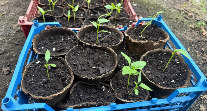 Выбираем грунт для рассады правила: 3 признака качественного субстрата - сеянцы взойдут даже без подкормок