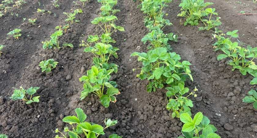 Бросила все и рванула за клубникой в Финляндию: сколько мне удалось заработать в поле 