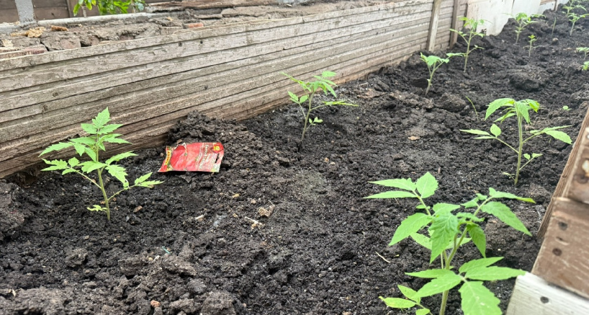 Заливаю 3 ложки крупы водой - и под корень: подкормка, которая восстановит рассаду и цветы