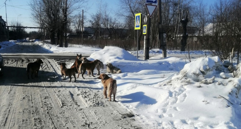 «Дети боятся идти в школу»: жителей Восточного несколько дней держат в страхе стаи бродячих собак