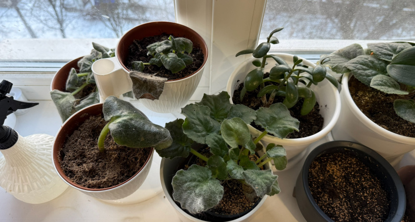 Эти цветы больше не в моде: почему горшки с растениями выставляют в подъезд - появились новые тренды