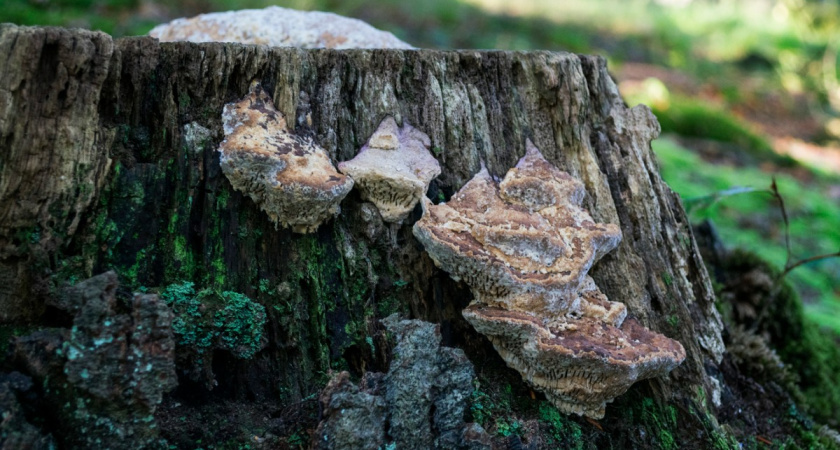 Пни на участке выкорчевываю китайским способом: дел на пару часов и вся земля чистая - а я даже не вспотел
