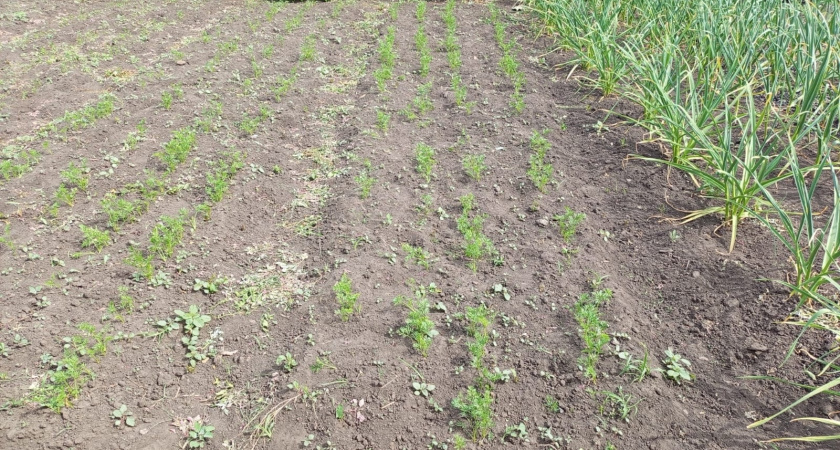 Сею семена в кипяток - рассада поперла мигом: секрет крутых саженцев от дачницы с 30-летним опытом 