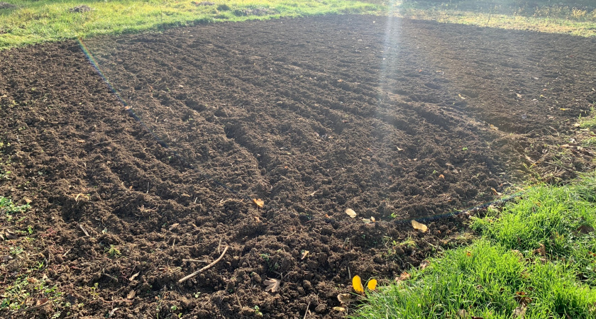 Картошка больше не в моде: почему сельские забрасывают огороды и поля