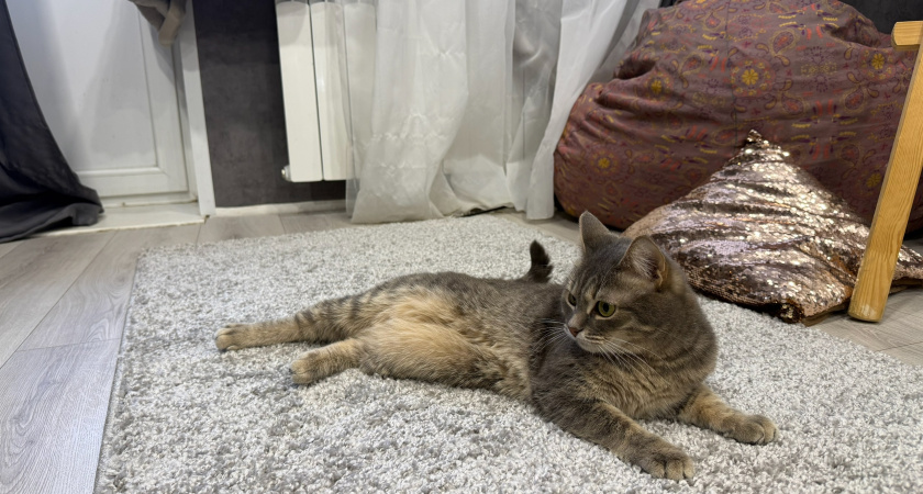 Какие ковры теперь не в моде: вот главный хит 2026 для трендового интерьера