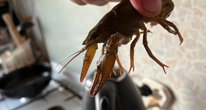 Рыбопромышленники Курганской области ожидают утверждения квот на добычу раков