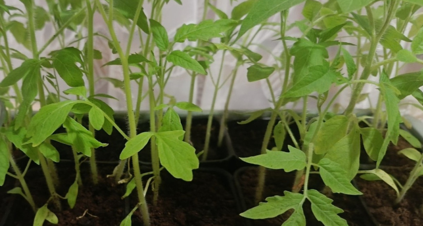 Ленивый способ для крепкой рассады: бросил семечку в 1 стакан + хитрый трюк фломастером - всходит без пикировки и пересадок