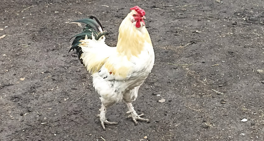 Завела куриц и пожалела: 10 главных причин отказаться от домашней птицы