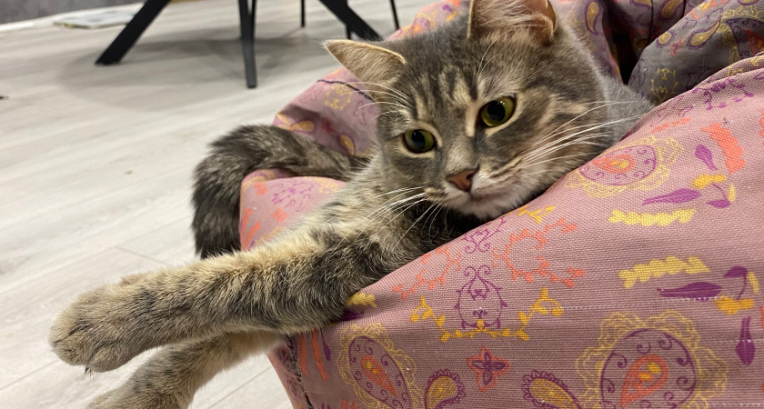 5 самых любвеобильных и веселых пород кошек с "солнечным" характером: развеселят даже самого унылого хозяина