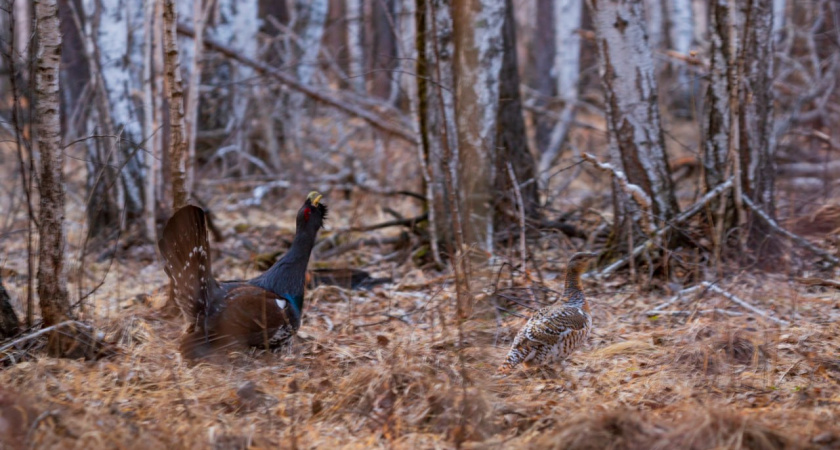 С 1 марта в Курганской области стартует прием заявок на весеннюю охоту