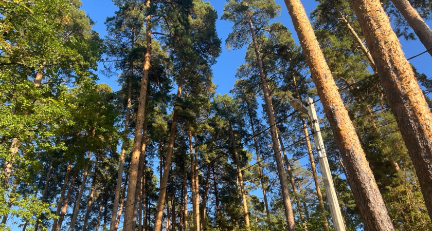В Курганской области выставили на торги участок  возле реликтового бора 