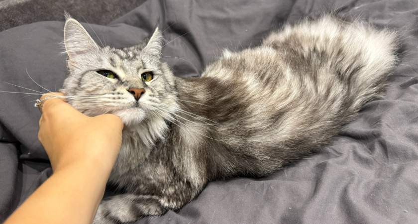 Сколько лет максимально способны прожить кошки при хорошем домашнем уходе: ученые дали однозначный ответ владельцам