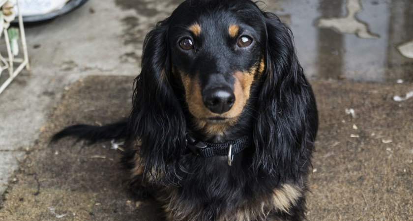 Как долго собаки помнят своих хозяев: кинологи дали точный ответ - сроки удивят многих владельцев