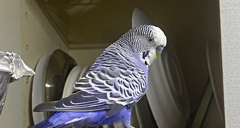 "Полный сюр": в Кургане должник взял в заложники соседского попугая. Спасти птицу смогли только приставы