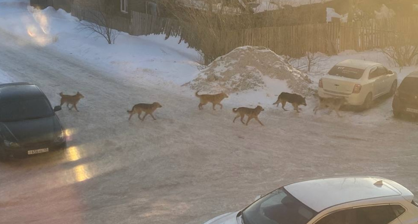 "Обычно их от 8 до 12": огромная стая бродячих псов на Чапаева держит курганцев в страхе