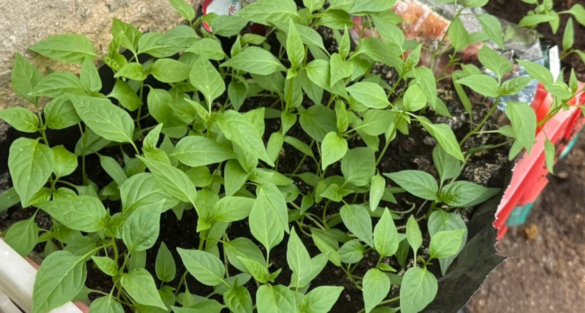 Взял 3 банки с разными растворами для всхожести: замочил семена и проверил - вот какое средство дало 82% всхожести за 3 дня