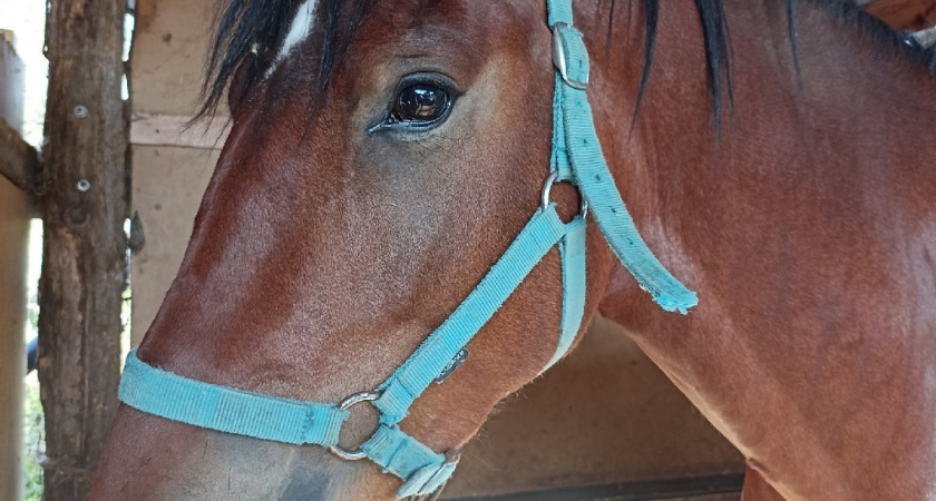 Конный прокат откроется в пяти точках Кургана