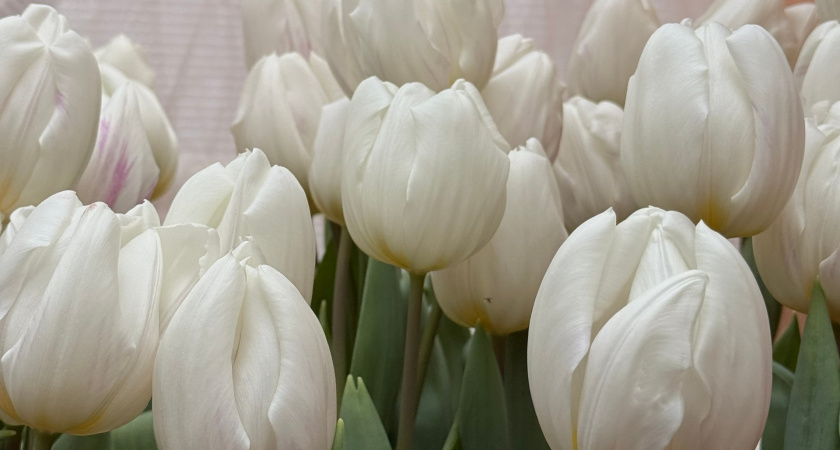 ТОП-5 цветов, которые ни в коем случае нельзя дарить на 8 марта любимой, у которой есть кошка — эксперт объяснил курганцам