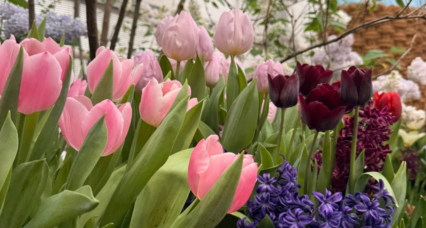 Курганцам рассказали какие цветы дарить на 8 Марта любимой, маме, подруге и начальнице