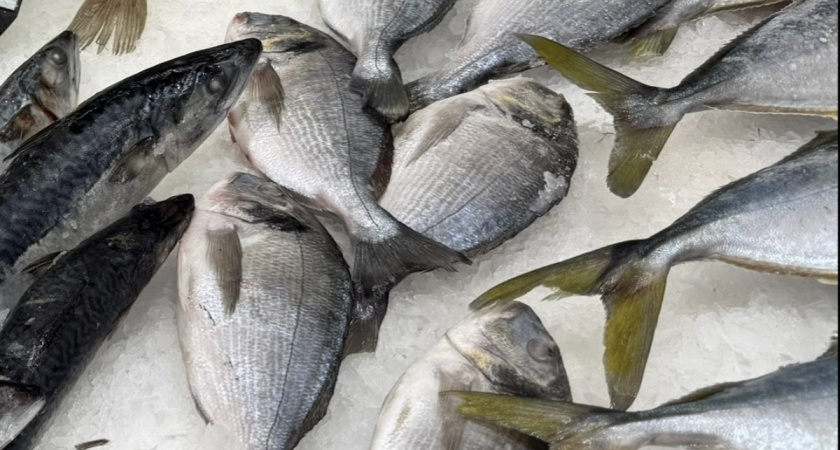 Поработал в Мурманске на очистке рыбы от снега: рассказываю о хитрых трюках продавцов - вот почему я ушел в "минус"