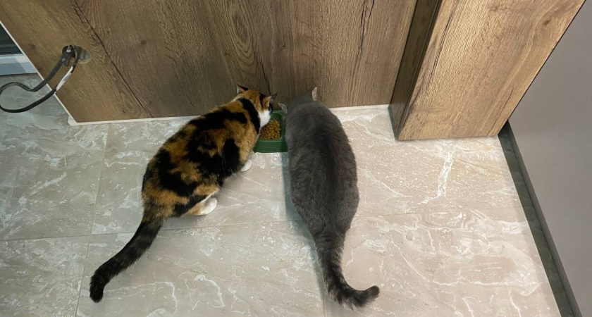 Прекратите кормить кошку мясом из морозилки: эксперты на пальцах разъяснили - вот что делает холод с едой