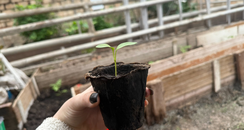 Щепотка опилок — и рассада растет как на дрожжах: никакой черной ножки и переливов