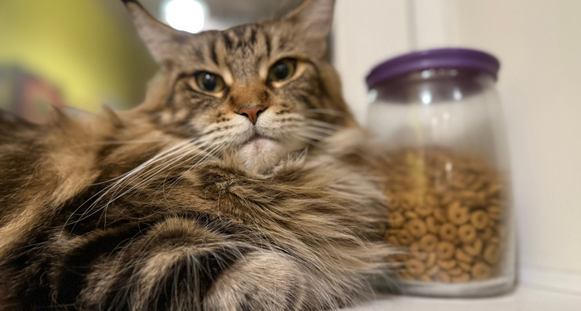 Почему кошка пристально смотрит в глаза человеку: зоопсихологи раскрыли - вот что она хочет этим сказать