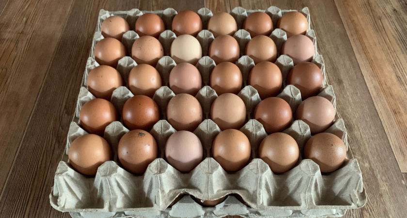 В Роскачестве объяснили, как выбрать яйца  - ищите эти знаки