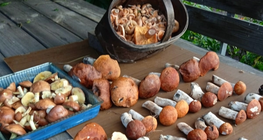 "Холод, медведи и 0,5 млн рублей: поработал сборщиком лесных ягод и грибов в глуши Карелии - вот на чем строится "экономика" сбора