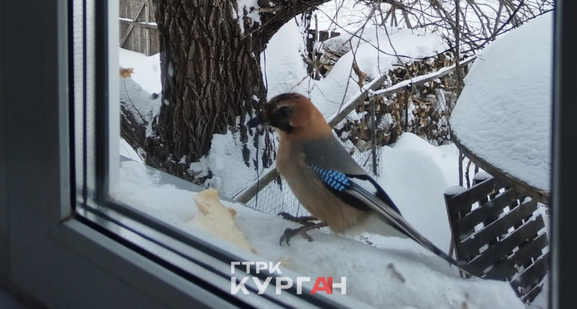 Необычная птица прилетела прилетела прямо к окну жительницы Курганской области