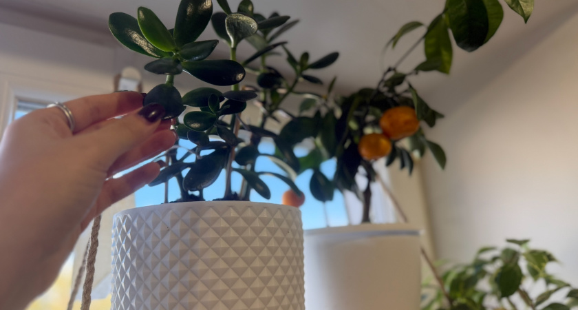 "Яичная болтушка" для толстянки - круче сотен подкормок: 1 стакан в горшок - и суккулент растет мощнее баобаба