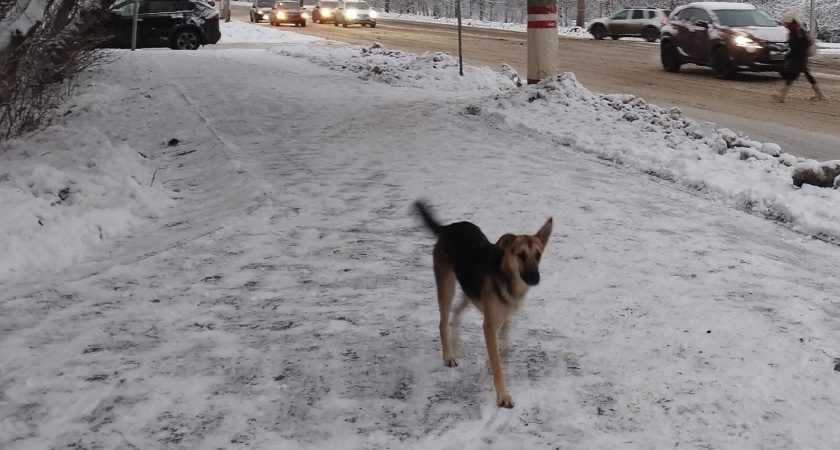"Боимся выходить из дома": стая бродячих собак на улице Чапаева терроризирует курганцев